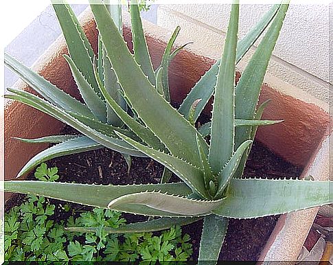 aloe vera