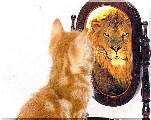 Cat sees lion in the mirror