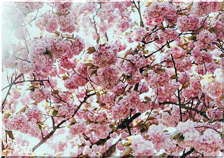 Blossom and Allergic Rhinitis