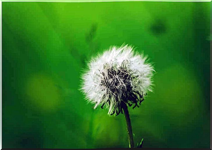 Dandelion and Allergic Rhinitis