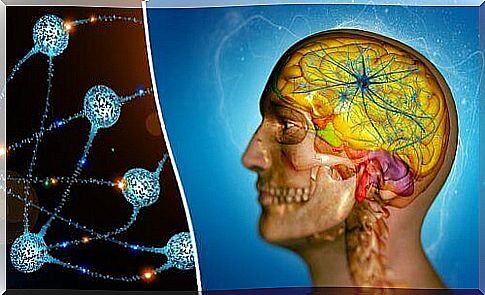 An illustration of a cross section of the head and neurons