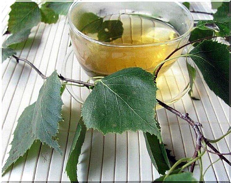 Birch infusion to combat fluid retention 