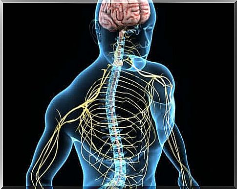 The nervous system of a human