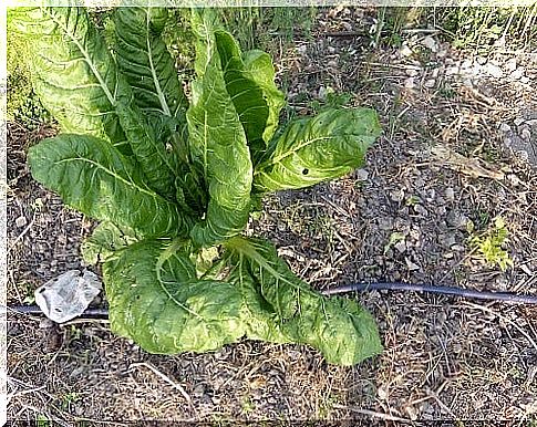 Swiss chard