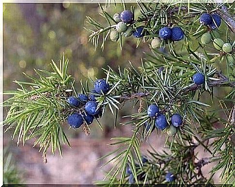 juniper berries