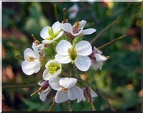 edible flowers