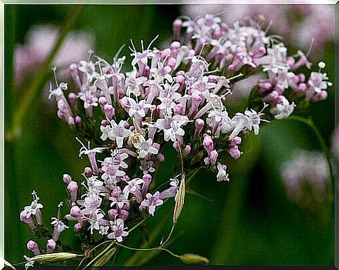 Real valerian is good for better sleep