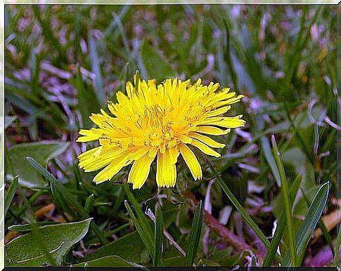 Natural treatments with, for example, dandelion to improve the appearance of your hair