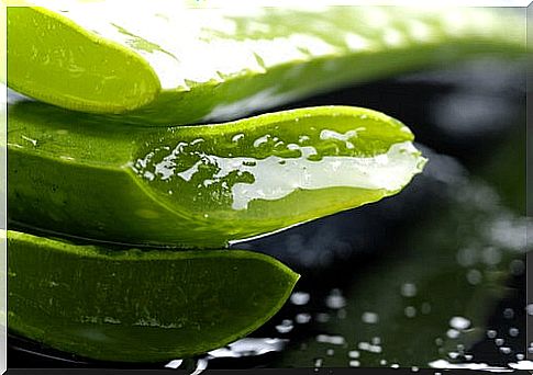 Aloe vera gel with leaf