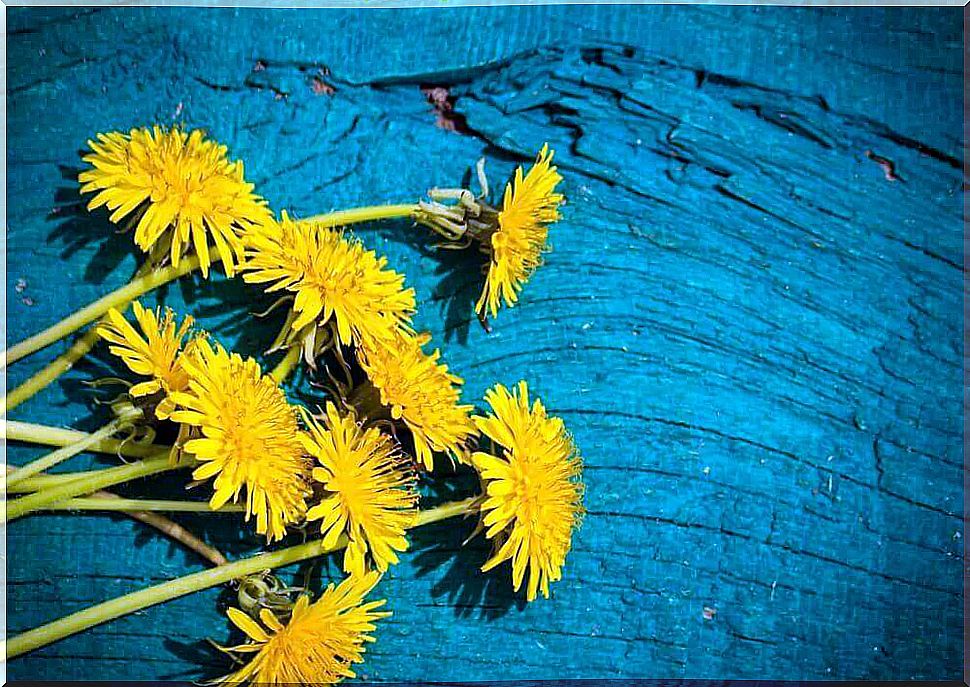 Dandelions on a wooden background