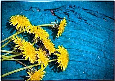 dandelions