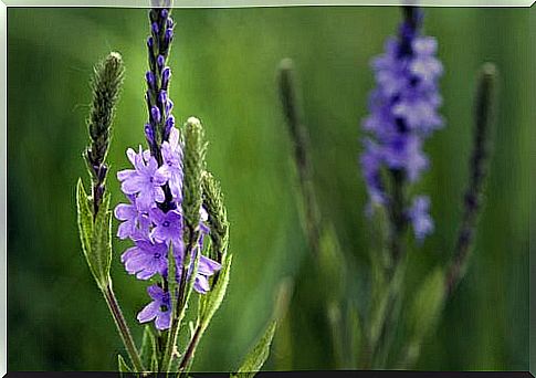 Verbena