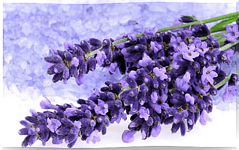 Lavender is one of the herbs to lower your blood pressure