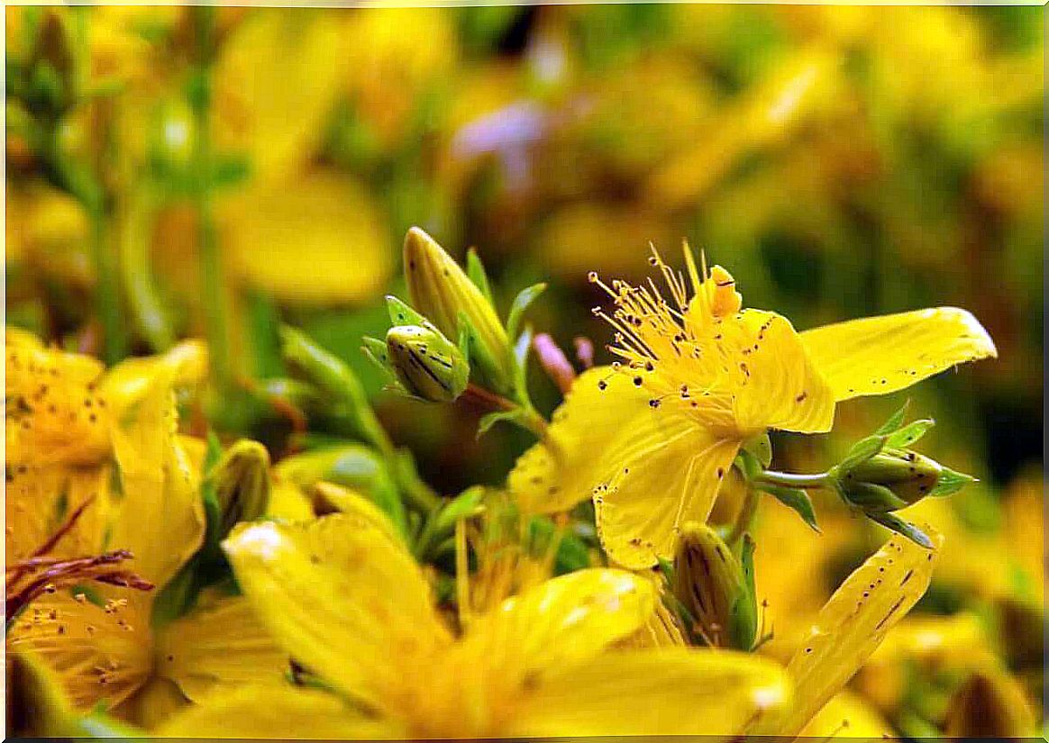 The yellow flowers of St. John's wort