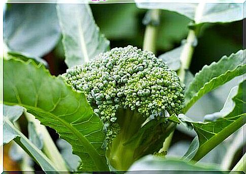 Steamed is another way to eat broccoli