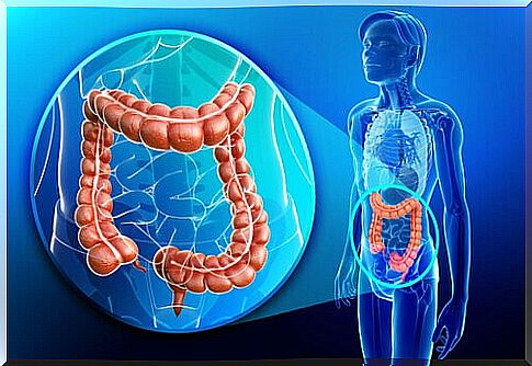 intestines