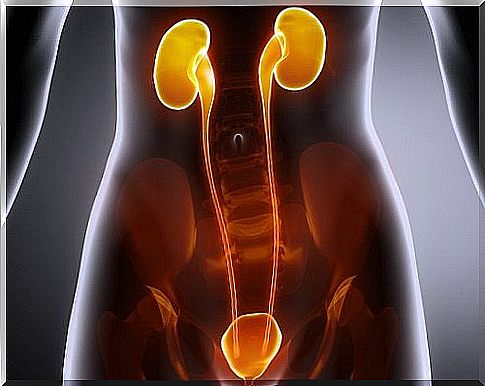 Treatment for bladder, urethra and kidney infections