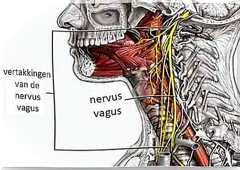 Location of the vagus nerve