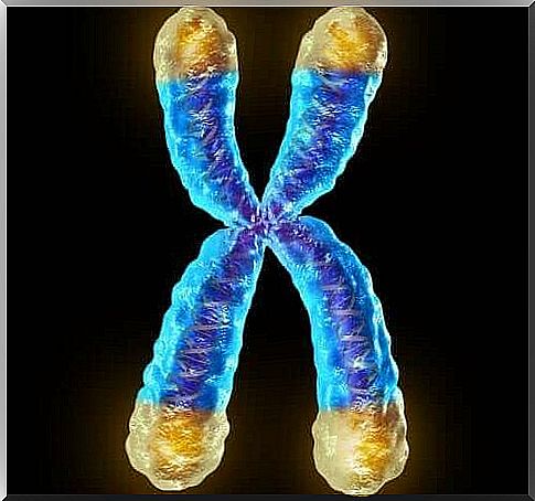 What are telomeres for?